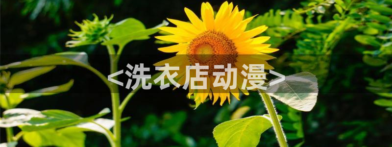 艳母里番动漫：<洗衣店动漫>